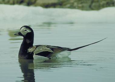 Photo:S.D. MacDonald, Canadian Museum of Nature