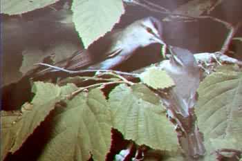 Photo:Mont St-Hilaire Nature Center