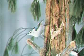 Photo:Mont St-Hilaire Nature Center