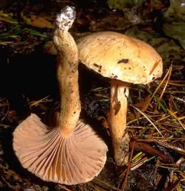 Woolly pine spike. Photo: Dr. Robert Thomas and Margaret Orr, California Academy of Sciences