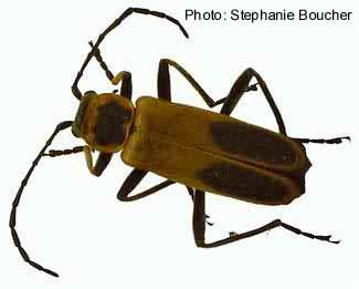 Chauliognathus pennsylvanicus. Photo:Stephanie Boucher