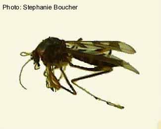 Heteromyia sp.. Photo:Stephanie Boucher