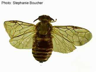 Diprion polytonum. Photo:Stephanie Boucher