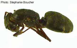 Carpenter ant (Camponotus pennsylvanicus). Photo:Stephanie Boucher