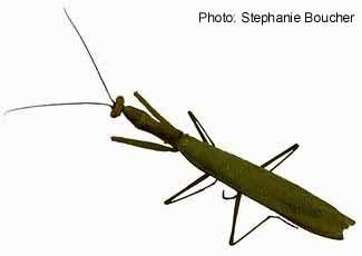 European mantis (Mantis religiosa). Photo:Stephanie Boucher