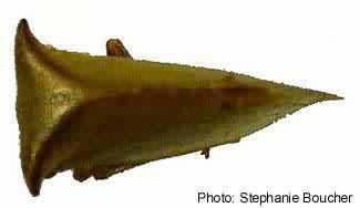 Strictocephala bubalus. Photo:Stephanie Boucher