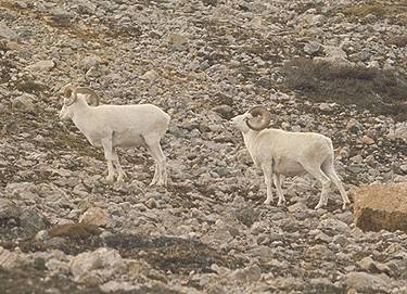 Photo:S.D. MacDonald, Canadian Museum of Nature
