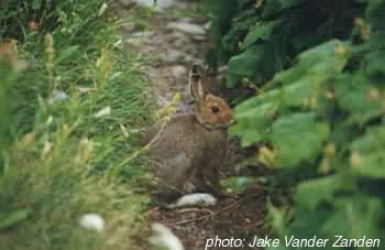 Photo:Jake Vander Zanden