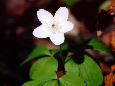 Photo:Brad Slaughter, Albion College Vascular Plant Image Galery