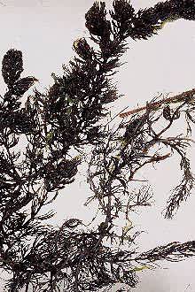 Photo:© USDA, NRCS, 1997 - Northeastern Wetlands Flora @PLANTS 
