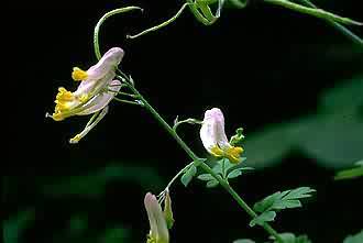 Photo: William S. Justice @PLANTS 