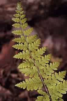 Photo: USDA, NRCS, 1995-Midwestern Wetland Flora @PLANTS