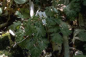 Photo: USDA, NRCS @PLANTS