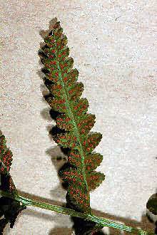 Photo: USDA, NRCS, 1997 - Northeastern Wetlands Flora @PLANTS
