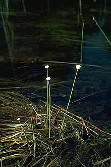 Photo: USDA, NRCS @PLANTS