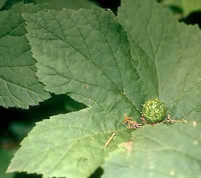 Photo:Elaine Stevens, Southwest School of Botanical Medicine