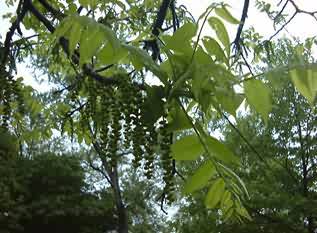Photo:Dan Skean, Albion College Vascular Plant Image Galery