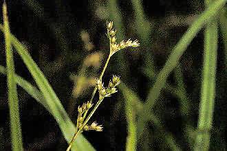 Photo: USDA, NRCS, 1997 - Northeastern Wetlands Flora @PLANTS