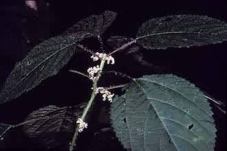 Photo: USDA, NRCS, 1995-Midwestern Wetland Flora @PLANTS
