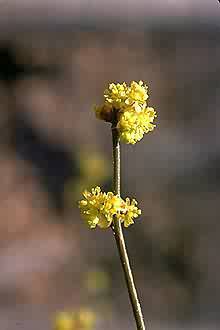 Photo: William S. Justice @PLANTS