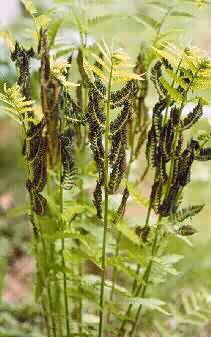 Photo:Dan Skean, Albion College Vascular Plant Image Galery