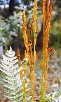 Photo:Dan Skean, Albion College Vascular Plant Image Galery