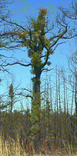 Photo:Dr. Michael F. Gross, Plants of the New Jersey Pinelands