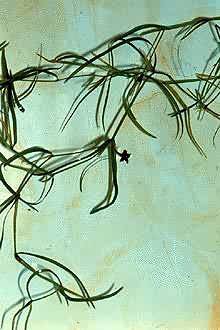 Photo: USDA, NRCS, 1997 - Northeastern Wetlands Flora @PLANTS