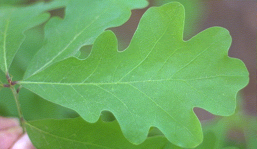 Photo:Dr. Michael F. Gross