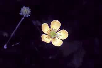 Photo: USDA, NRCS, 1997 - Northeastern Wetlands Flora @PLANTS