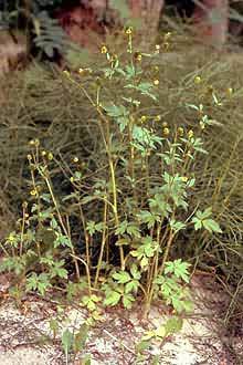 Photo:PLANTS