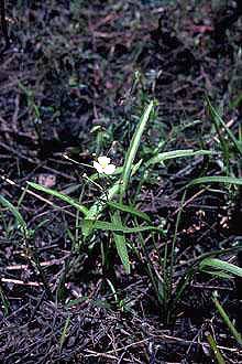 Photo: USDA, NRCS @PLANTS