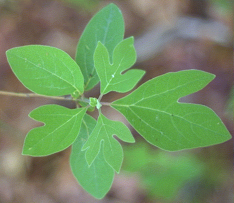 Photo:Dr. Michael F. Gross, Plants of the New Jersey Pinelands