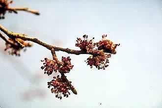 Photo: R.A. Seelig @PLANTS