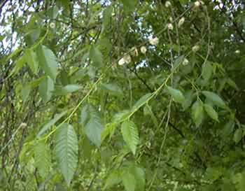 Photo:Dan Skean, Albion College Vascular Plant Image Galery