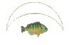 Back to main fish page