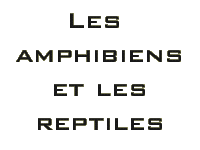 Amphibians and reptiles
