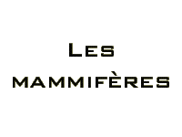 Mammals